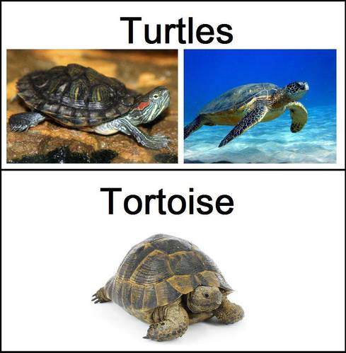 tortoise英文是哪个字?一招教你记住乌龟英文!